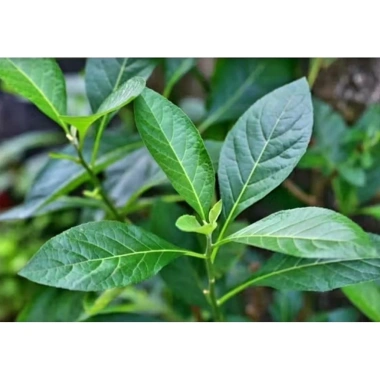 Lá Cây Mật Gấu Tươi 1kg - Mới hái, giá ưu đãi 35.000 VND tốt cho sức khỏe