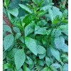 Lá Cây Mật Gấu Tươi 1kg - Mới hái, giá ưu đãi 35.000 VND tốt cho sức khỏe 2