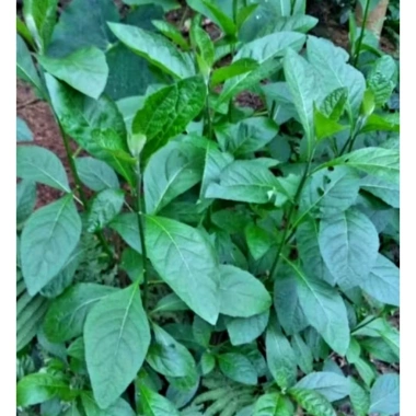 Lá Cây Mật Gấu Tươi 1kg - Mới hái, giá ưu đãi 35.000 VND tốt cho sức khỏe