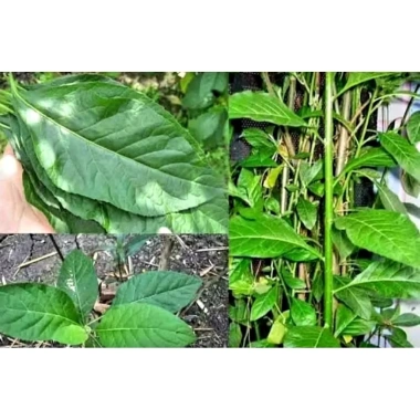 Lá Cây Mật Gấu Tươi 1kg - Mới hái, giá ưu đãi 35.000 VND tốt cho sức khỏe