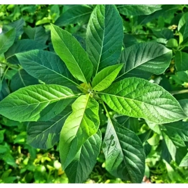 Lá Cây Mật Gấu Tươi 1kg - Mới hái, giá ưu đãi 35.000 VND tốt cho sức khỏe