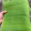 Lá chuối tươi tự nhiên đặt mới hái – Dùng gói bánh, giò chả, xôi – Giá 13.000đ giảm từ 16.770đ