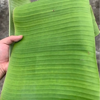 Lá chuối tươi tự nhiên đặt mới hái – Dùng gói bánh, giò chả, xôi – Giá 13.000đ giảm từ 16.770đ