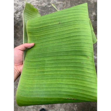 Lá chuối tươi tự nhiên đặt mới hái – Dùng gói bánh, giò chả, xôi – Giá 13.000đ giảm từ 16.770đ