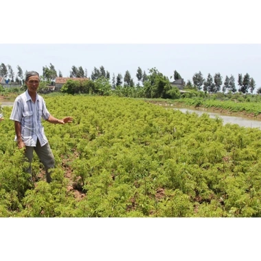 Lá đinh lăng phơi khô nhà trồng – Tắm trắng, hỗ trợ ngủ ngon – Giá chỉ 80,000đ (Giảm từ 98,400đ)