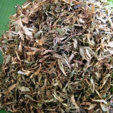 Lá đinh lăng phơi khô nhà trồng – Tắm trắng, hỗ trợ ngủ ngon – Giá chỉ 80,000đ (Giảm từ 98,400đ)