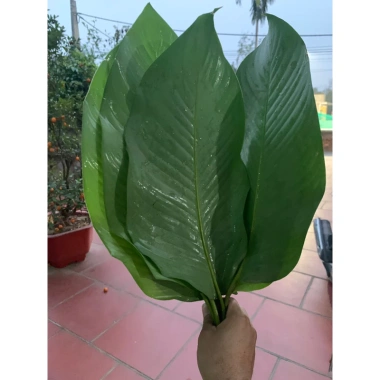 Lá Dong Nếp Tươi Gói Bánh Chưng, Bánh Tét - Chất Lượng Cao, Giá 60k 5
