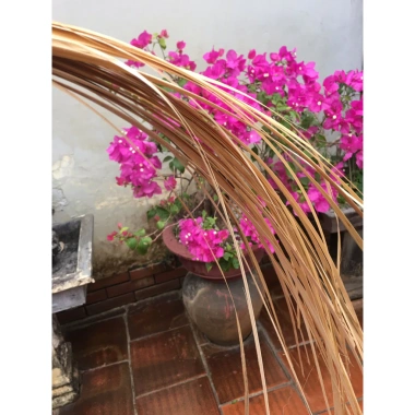 Lá dong trung bình size 22 gói bánh trưng + 50 dây lạt giá rẻ 55.000 Miền Bắc 2