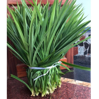 Lá Dứa Thơm và Lá Nếp Tươi 1kg - Ngon, Tươi, Giá Gốc 45,150 VNĐ, Giảm còn 35,000 VNĐ