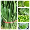 Lá Dứa Thơm và Lá Nếp Tươi 1kg - Ngon, Tươi, Giá Gốc 45,150 VNĐ, Giảm còn 35,000 VNĐ 2