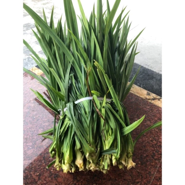 Lá Dứa Thơm và Lá Nếp Tươi 1kg - Ngon, Tươi, Giá Gốc 45,150 VNĐ, Giảm còn 35,000 VNĐ