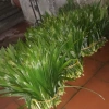 Lá Dứa Thơm và Lá Nếp Tươi 1kg - Ngon, Tươi, Giá Gốc 45,150 VNĐ, Giảm còn 35,000 VNĐ 4