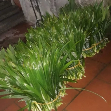 Lá Dứa Thơm và Lá Nếp Tươi 1kg - Ngon, Tươi, Giá Gốc 45,150 VNĐ, Giảm còn 35,000 VNĐ 4 Lá Dứa Thơm và Lá Nếp Tươi 1kg - Ngon, Tươi, Giá Gốc 45,150 VNĐ, Giảm còn 35,000 VNĐ 4