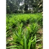 Lá Dứa Thơm và Lá Nếp Tươi 1kg - Ngon, Tươi, Giá Gốc 45,150 VNĐ, Giảm còn 35,000 VNĐ 7