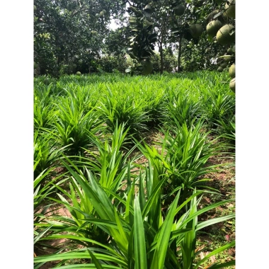 Lá Dứa Thơm và Lá Nếp Tươi 1kg - Ngon, Tươi, Giá Gốc 45,150 VNĐ, Giảm còn 35,000 VNĐ