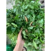 Lá Giang Tươi 500g - Giá chỉ 50.000đ, giảm mạnh, thơm ngon, cho món ăn