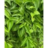 Lá Giang Tươi 500g - Giá chỉ 50.000đ, giảm mạnh, thơm ngon, cho món ăn 2