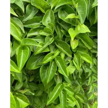 Lá Giang Tươi 500g - Giá chỉ 50.000đ, giảm mạnh, thơm ngon, cho món ăn