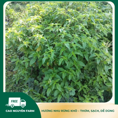 Lá Hương Nhu Khô Tự Nhiên 45k Thơm Nồng Dược Liệu Sạch Dùng Gội Đầu Giải Cảm 6