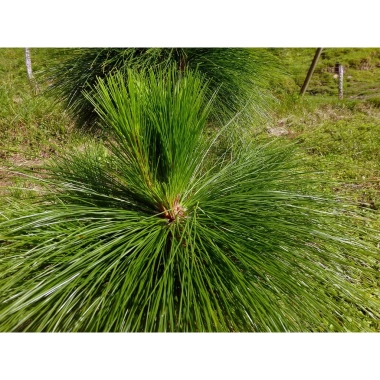 Lá thông tươi 500g-1kg (thông kim) - Cành tươi, tự nhiên, giảm giá 15.000đ