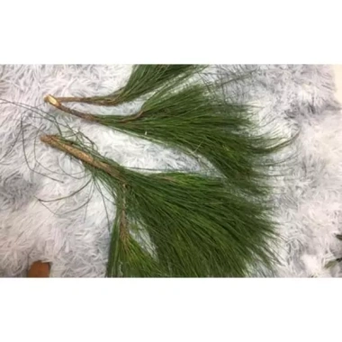 Lá thông tươi 500g-1kg (thông kim) - Cành tươi, tự nhiên, giảm giá 15.000đ 2 Lá thông tươi 500g-1kg (thông kim) - Cành tươi, tự nhiên, giảm giá 15.000đ 2