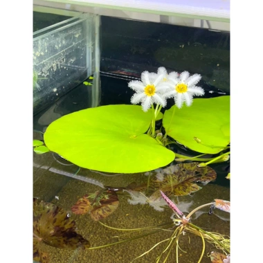 Lá Thuỷ Nữ Sen lá nở - Hoa 4 mùa trang trí hồ cá, hồ bán cạn, hòn non bộ, giá 14.700₫ 2
