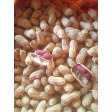 Lạc Đỏ Khô Nguyên Vỏ Tây Bắc 1kg - Giảm Giá Đặc Biệt 76k, Thơm Giòn, Dinh Dưỡng Cao 4 Lạc Đỏ Khô Nguyên Vỏ Tây Bắc 1kg - Giảm Giá Đặc Biệt 76k, Thơm Giòn, Dinh Dưỡng Cao 4
