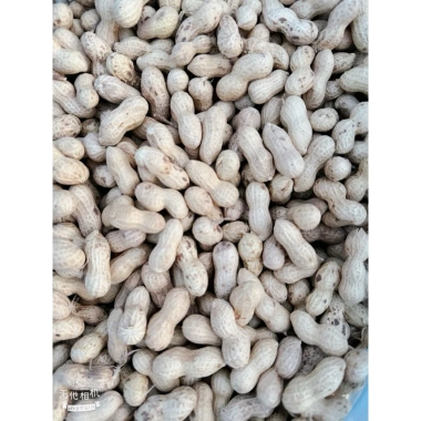 Lạc Sen vỏ mỏng nguyên củ phơi nắng khô Tân Kỳ Nghệ An 1kg - Giảm giá, chỉ 70.000đ