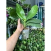 Lan hồ điệp cây chưa nở cốc 3.5, 3.5 hoa đại, màu đẹp, dễ chăm sóc - 48.000đ