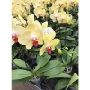 Lan hồ điệp cây chưa nở cốc 3.5, 3.5 hoa đại, màu đẹp, dễ chăm sóc - 48.000đ 5