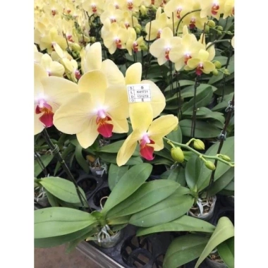 Lan hồ điệp cây chưa nở cốc 3.5, 3.5 hoa đại, màu đẹp, dễ chăm sóc - 48.000đ