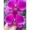Lan hồ điệp cây chưa nở cốc 3.5, 3.5 hoa đại, màu đẹp, dễ chăm sóc - 48.000đ 7