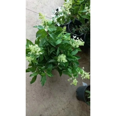 Lan hồ điệp cây chưa nở cốc 3.5, 3.5 hoa đại, màu đẹp, dễ chăm sóc - 48.000đ