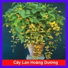 Lan Hoàng Dương Chuỗi Ngọc Hoa Vàng - Cây Cảnh Sân Vườn Giá Ưu Đãi 45.000đ