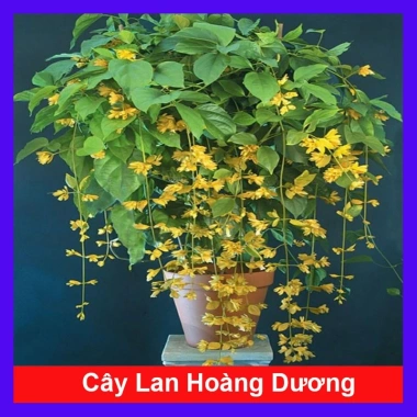 Lan Hoàng Dương Chuỗi Ngọc Hoa Vàng - Cây Cảnh Sân Vườn Giá Ưu Đãi 45.000đ