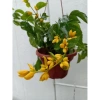 Lan Hoàng Dương Chuỗi Ngọc Hoa Vàng - Cây Cảnh Sân Vườn Giá Ưu Đãi 45.000đ 2