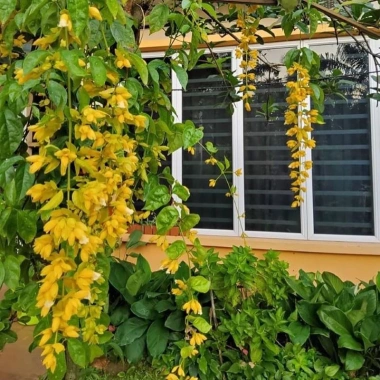 Lan Hoàng Dương Chuỗi Ngọc Hoa Vàng - Cây Cảnh Sân Vườn Giá Ưu Đãi 45.000đ