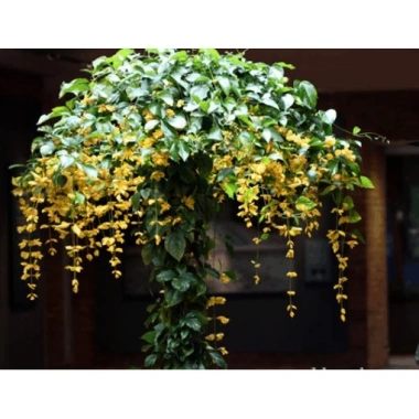 Lan Hoàng Dương Chuỗi Ngọc Hoa Vàng - Cây Cảnh Sân Vườn Giá Ưu Đãi 45.000đ