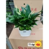 Lan Ý Thủy Sinh trong chậu nhựa - Giá chỉ 125.000đ, giảm ngay 30.000đ 2