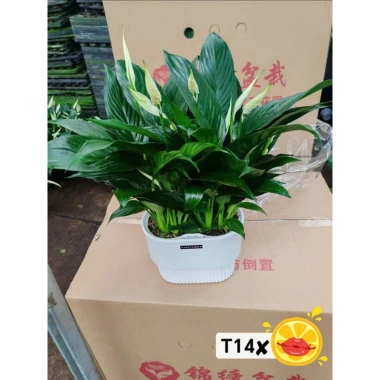 Lan Ý Thủy Sinh trong chậu nhựa - Giá chỉ 125.000đ, giảm ngay 30.000đ