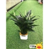 Lan Ý Thủy Sinh trong chậu nhựa - Giá chỉ 125.000đ, giảm ngay 30.000đ 3