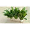 Lan Ý Thủy Sinh trong chậu nhựa - Giá chỉ 125.000đ, giảm ngay 30.000đ 4