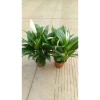 Lan Ý Thủy Sinh trong chậu nhựa - Giá chỉ 125.000đ, giảm ngay 30.000đ 5