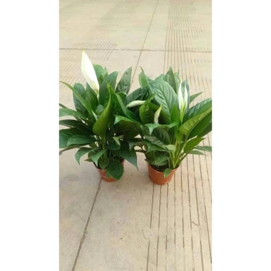 Lan Ý Thủy Sinh trong chậu nhựa - Giá chỉ 125.000đ, giảm ngay 30.000đ