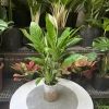 Lan Ý Thủy Sinh trong chậu nhựa - Giá chỉ 125.000đ, giảm ngay 30.000đ 6