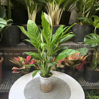 Lan Ý Thủy Sinh trong chậu nhựa - Giá chỉ 125.000đ, giảm ngay 30.000đ 6 Lan Ý Thủy Sinh trong chậu nhựa - Giá chỉ 125.000đ, giảm ngay 30.000đ 6