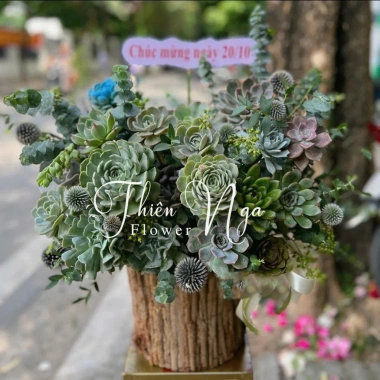 Lẵng hoa sen đá hoa thật - Giỏ sen đá xinh xắn, quà tặng ý nghĩa 20.11 20.10 8.3, chỉ 450.000đ giảm từ 567.000đ