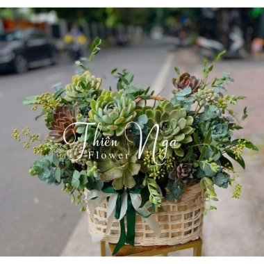 Lẵng hoa sen đá hoa thật - Giỏ sen đá xinh xắn, quà tặng ý nghĩa 20.11 20.10 8.3, chỉ 450.000đ giảm từ 567.000đ