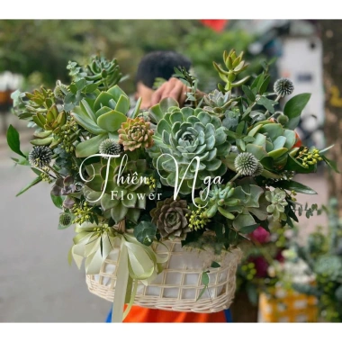 Lẵng hoa sen đá hoa thật - Giỏ sen đá xinh xắn, quà tặng ý nghĩa 20.11 20.10 8.3, chỉ 450.000đ giảm từ 567.000đ