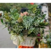 Lẵng hoa sen đá hoa thật - Giỏ sen đá xinh xắn, quà tặng ý nghĩa 20.11 20.10 8.3, chỉ 450.000đ giảm từ 567.000đ 9